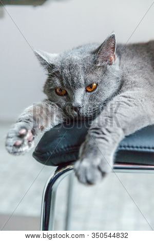 British Cat Lying On Black Modern Chair Indoor At Home. New Lovely Member Of Family Gray Kitten Rest