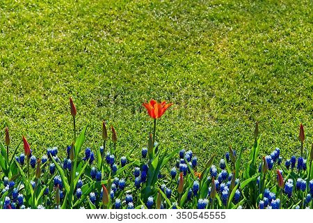 Orange Tulip Rising Above Blue Bellevalia With Grass In Backgound Lit By  Morning Sun In Dutch Sprin