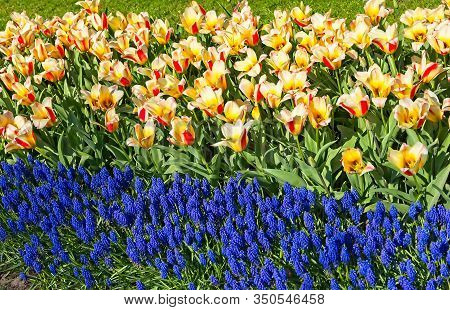 Stripe Of Yellwo Red Tulips And Blue Bellevalia In Full Bloom In Morning Sun