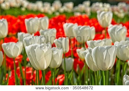 Pure White Tulips On Red