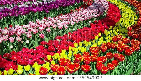 Full Frame Of Colorful Tulips