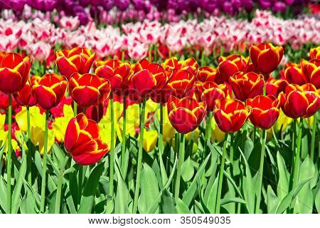 Full Frame Of Colorful Tulips