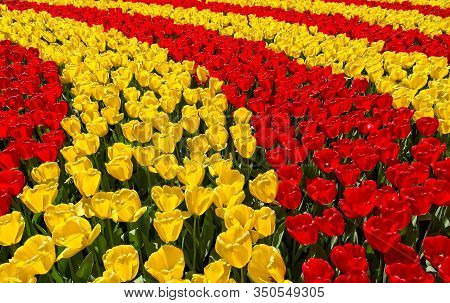 Bright Red And Yellowtulip Stripes