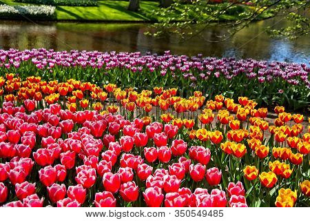Full Frame Of Red And Pure White Tulips Nicely Complemented By Dark Blue Bellevalias.