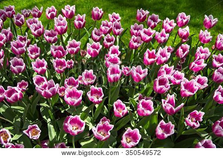 Full Frame Of Red And Pure White Tulips Nicely Complemented By Dark Blue Bellevalias.