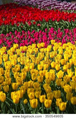 Full Frame Of Red And Pure White Tulips Nicely Complemented By Dark Blue Bellevalias.