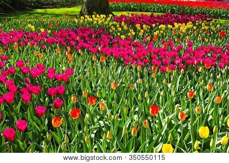 Colorful Tulips