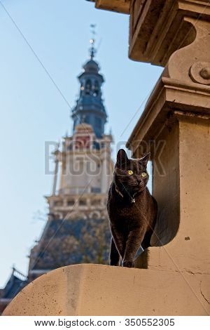 Cat On Gate To Zuiderkerk Church