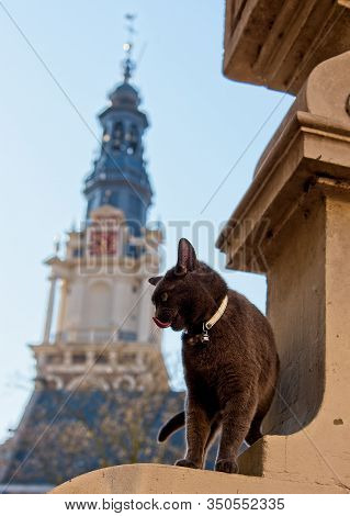 Cat On Gate To Zuiderkerk Church