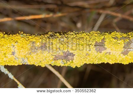 common orange lichen, yellow scale, Xanthoria parietina
