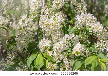 White Flowers Blooming Bird Cherry. Bird Cherry Tree In Blossom. Close-up Of A Flowering Prunus Padu