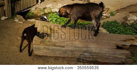 Young And Coltish Goat Playing And Standing On Top Of Tree Stump Showing His Horns To Another Goat. 
