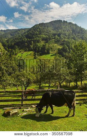 Carpathian Cow Is Grazing In The Valley