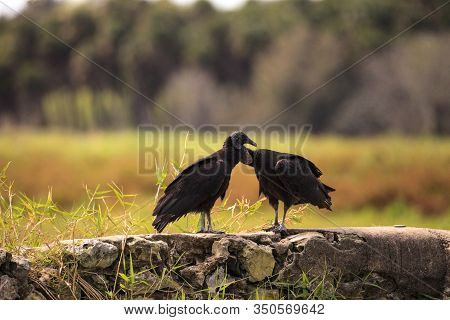 Courting Black Vultures Coragyps Atratus On A Stone Fence