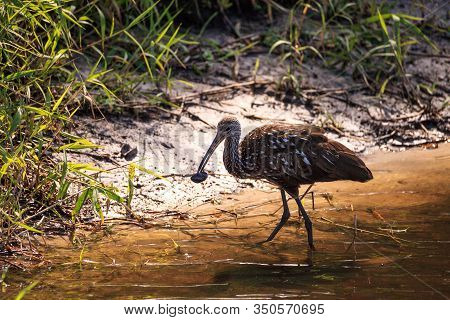 Limpkin Bird Aramus Guarauna Forages For Mollusks In The Lake