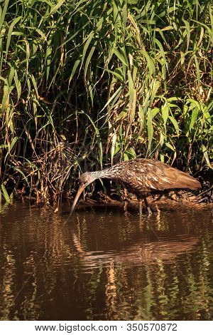 Limpkin Bird Aramus Guarauna Forages For Mollusks In The Lake