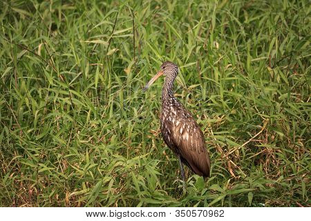 Limpkin Bird Aramus Guarauna Forages For Mollusks In The Lake