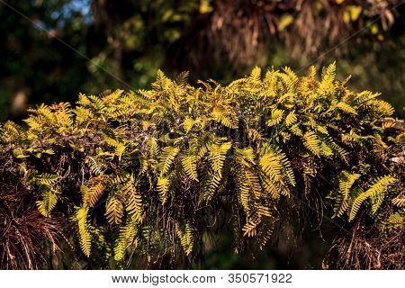 Resurrection Fern Pleopeltis Polypodioides Grows On An Oak Tree