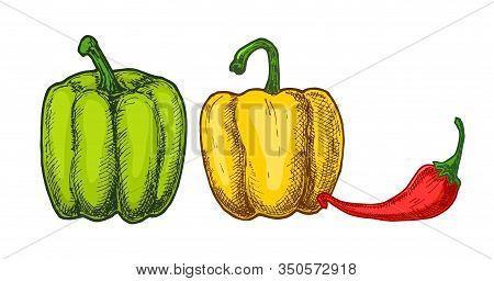 Different Types Of Peppers. Peppers Of Different Colors. Bell Sweet Pepper And Red Hot Chili Peppers