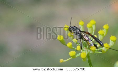 The Insect Crawls On A Yellow Flower. Macro. Blurred Background.