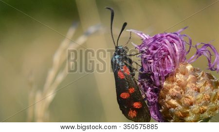 A Butterfly With Black-red Wings, Sitting On A Flower. Blurred Background. Macro. Insect.