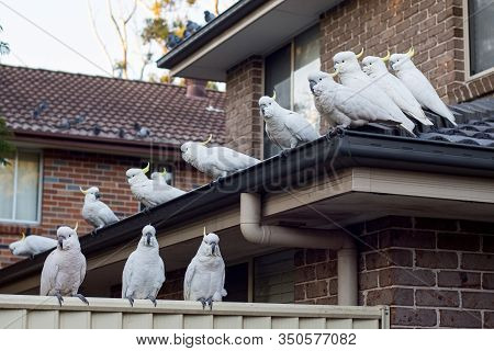 Flock Of Sulphur-crested Cockatoos Sittting On A Roof. Australian Urrban Wildlife