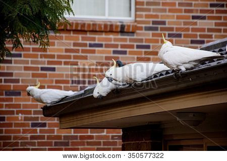 Flock Of Sulphur-crested Cockatoos Sittting On A Roof. Australian Urrban Wildlife