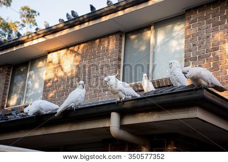 Flock Of Sulphur-crested Cockatoos Sittting On A Roof. Australian Urrban Wildlife