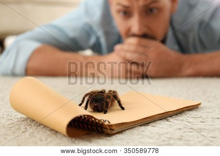 Man And Tarantula On Carpet. Arachnophobia (fear Of Spiders)