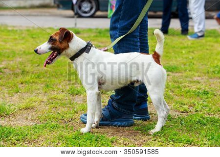 Dog Breed Smooth Fox Terrier A Close Up On Grass