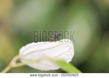 Full Body Of A Young Domestic Or House Fly Insect Sending Massage To Other Fly Insect On The Berry' 