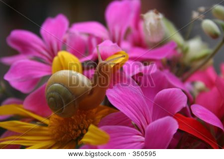 Caracol en Bouquet