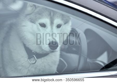 Husky Dog In Car, Cute Pet Behind Window. Dog Waiting For Sled Dog Race. Dog Is Watching Around
