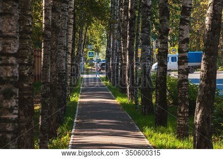 Yoshkar-ola, Russian Federation - 09/08/2015: Asphalt Sidewalk And Birch Avenue On Osipenko Street N