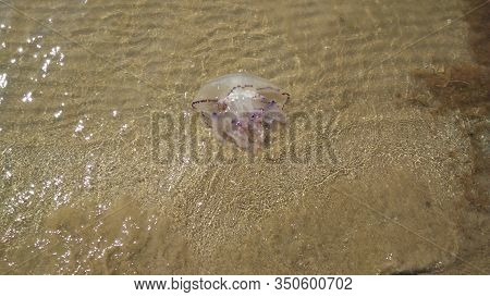 A Dead Jellyfish Photographed On The Shoreline Of The Beach In Caorle Venice Italy