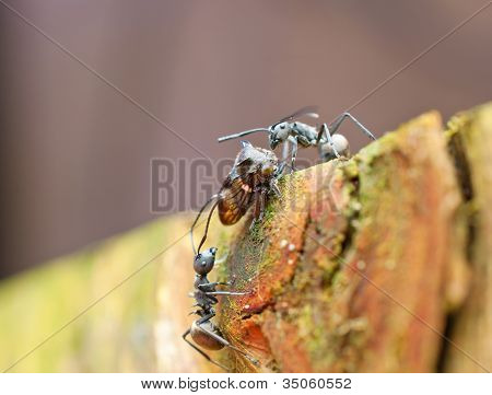 two black ants taunting a leaf hopper