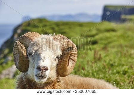 Head Sheep Lamb Grazing Under Blue Sky On Faroe Islands