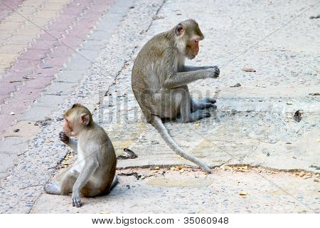 Crab-eating Macaque Or Long-tailed Macaque