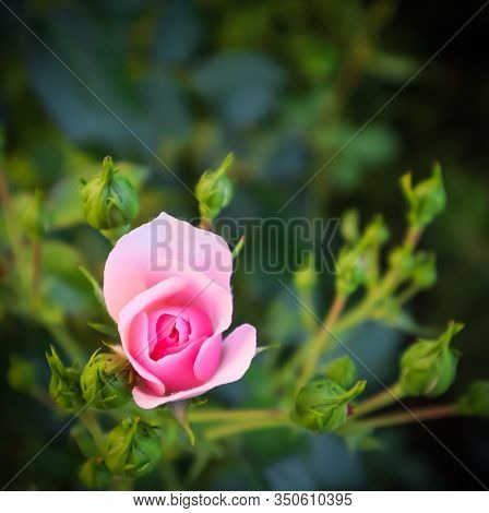 Beautiful Pink Rose Bonica With Buds In The Garden