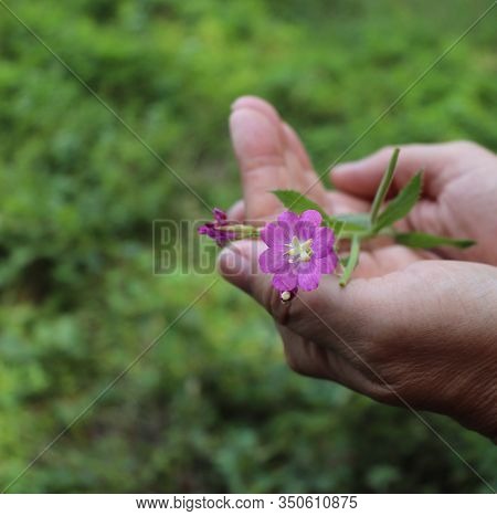 Medicinal Herb Epilobium Parviflorum, Commonly Known As The Hoary Willowherb Or Smallflower Hairy Wi