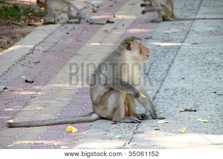 Crab-eating Macaque Or Long-tailed Macaque