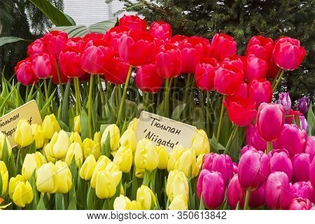 Tulipa Of The Niigata  Species In A Greenhouse. Translation Of The Word On Nameplate: 