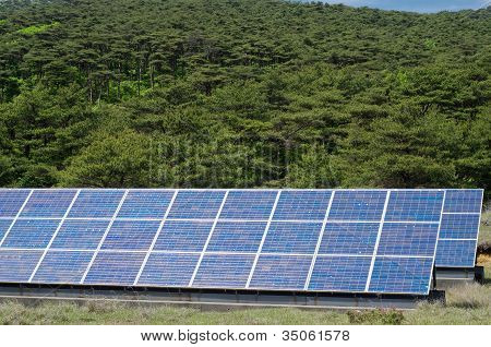 Solenergi og skov