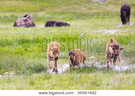 Divoký bizon telata v Yellowstone