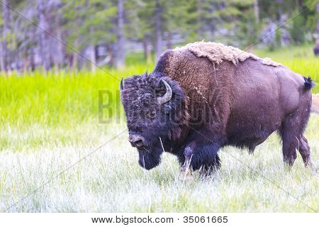 Bizon americký