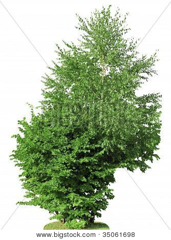Elm und Birke, isoliert
