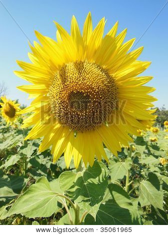 ดอกทานตะวัน สีท้องฟ้าเป็นพื้นหลัง