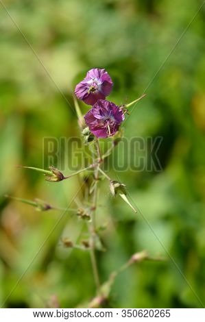 Black Widow - Latin Name - Geranium Phaeum