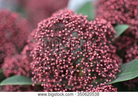 Skimmia Rubesta Flower Buds - Latin Name - Skimmia Japonica Rubesta