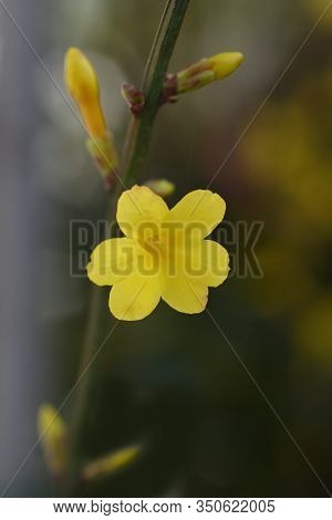 Winter Jasmine - Latin Name - Jasminum Nudiflorum